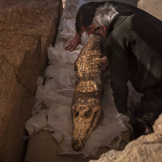 Ten Crocodile Mummies found by archaeologists in undisturbed Egyptian Tomb : Archaeologists have found ten well preserved crocodile mummies dating back possibly more than 2500 years at an undisturbed Egyptian tomb which were likely sacrificed to a fertility god. The crocodiles…