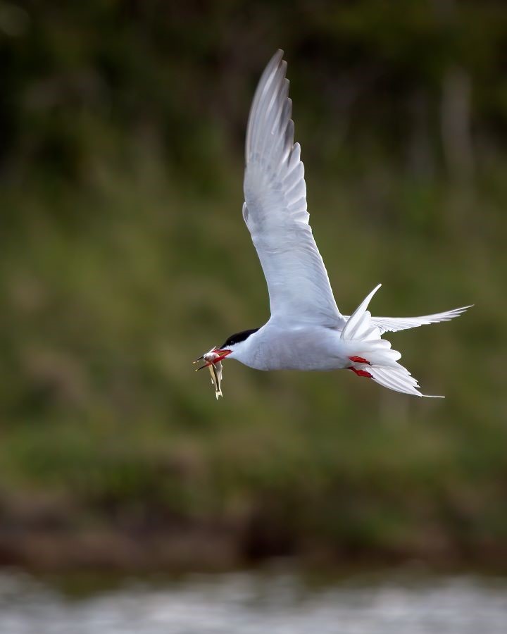 WWTCastleEspie's tweet photo. Hello April! ๐
What wildlife are you hoping to see and hear this month? ๐ผ๐ค
๐ธ: Jonny Clark. 1 Chiffchaff / 2 Sandwich terns / 3 Common tern.
#WWT #CastleEspie #Wetlands #Wildlife #Nature #Birdwatching #BirdsOfTwitter https://t.co/BXBDQwQ5cc