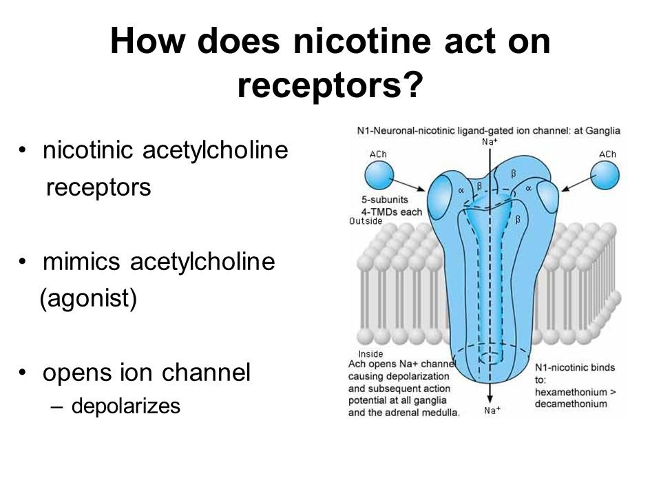 Acetylcholine: In the brain, nicotine essentially 'mimics' the neurotransmitter acetylcholine (ACh) It does this through binding with 7-a-nicotinic acetylcholine receptors Nicotine also upregulates these receptors Recent evidence suggest nicotine may also inhibit…