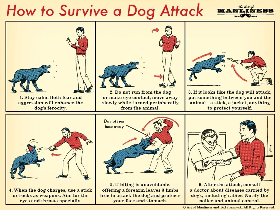 rarestorees's tweet image. Helpful guide to survive a dog attack