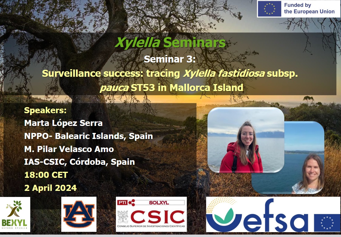 🚨ATENCIÓN 📌Seminario 'Éxito de la vigilancia: Rastreo de #Xylella fastidiosa subsp. pauca ST53 en la isla de Mallorca' organizado por el @CSIC 🗓️2 de abril ⏰18:00 horas