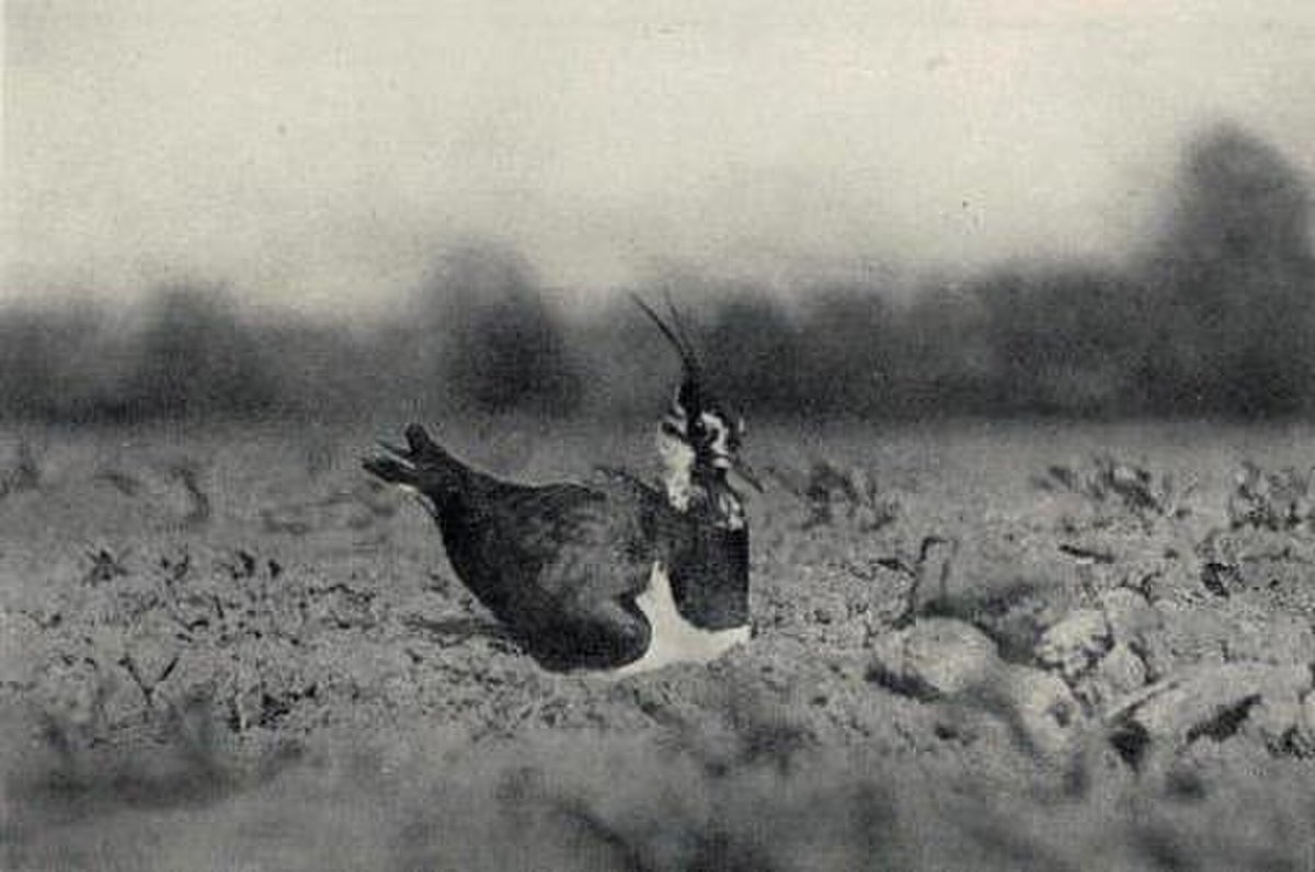 Check this out! 😁📸⬇️ This photo of a nesting Lapwing was taken in 1895 by Reginald B. Lodge, an ornithologist, photographer, and painter. He received the first medal ever presented for nature photography by @royalsociety. It's believed to be the first photograph of a wild bird.