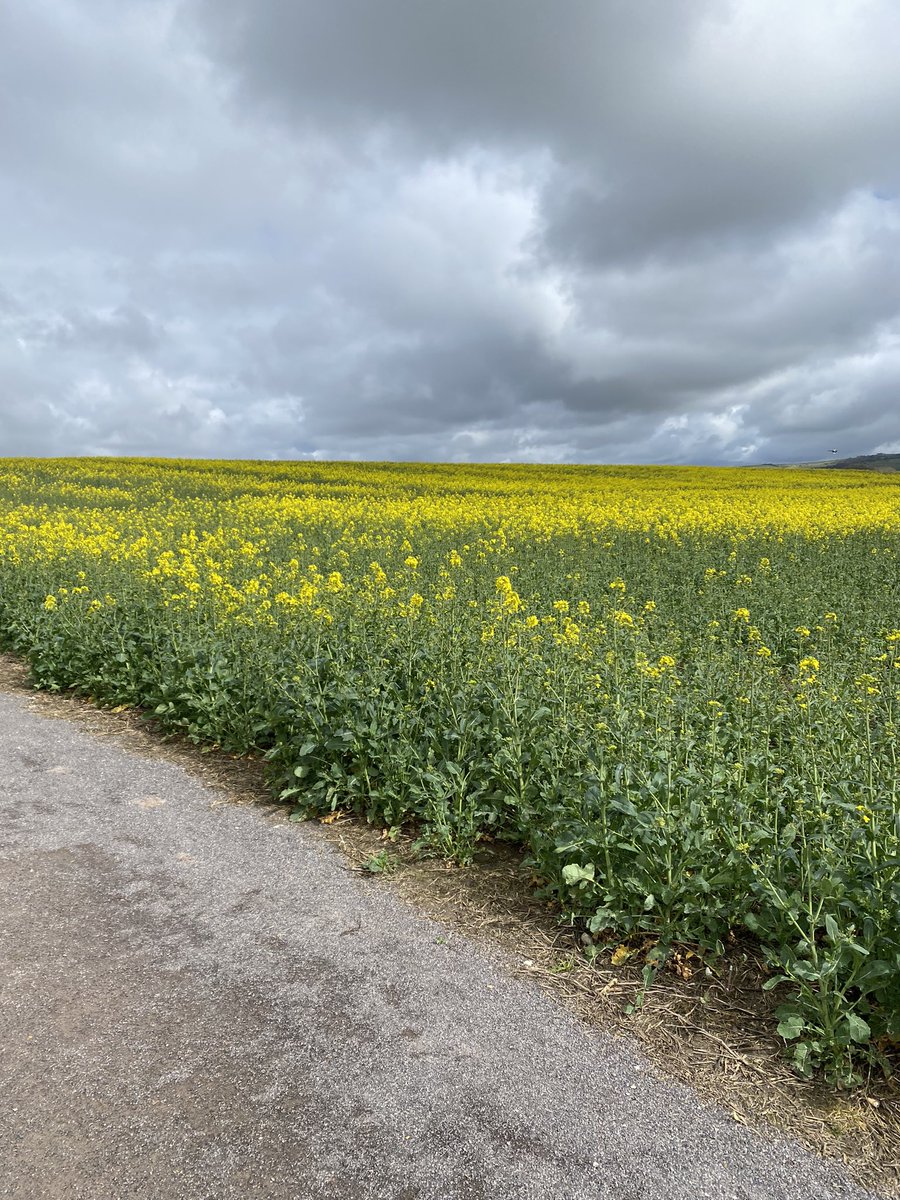 mysonisno1's tweet image. Lovely run this morning as part of the West Sussex Fun Run League, headed to Lewes, not too many hills and only a little mud. Was aiming for 1:30, managed just over 1:21 #happydays #runningwithfriends #running #TeachersRunClub #muddyrun #CrawleyRunCrew #Flanci