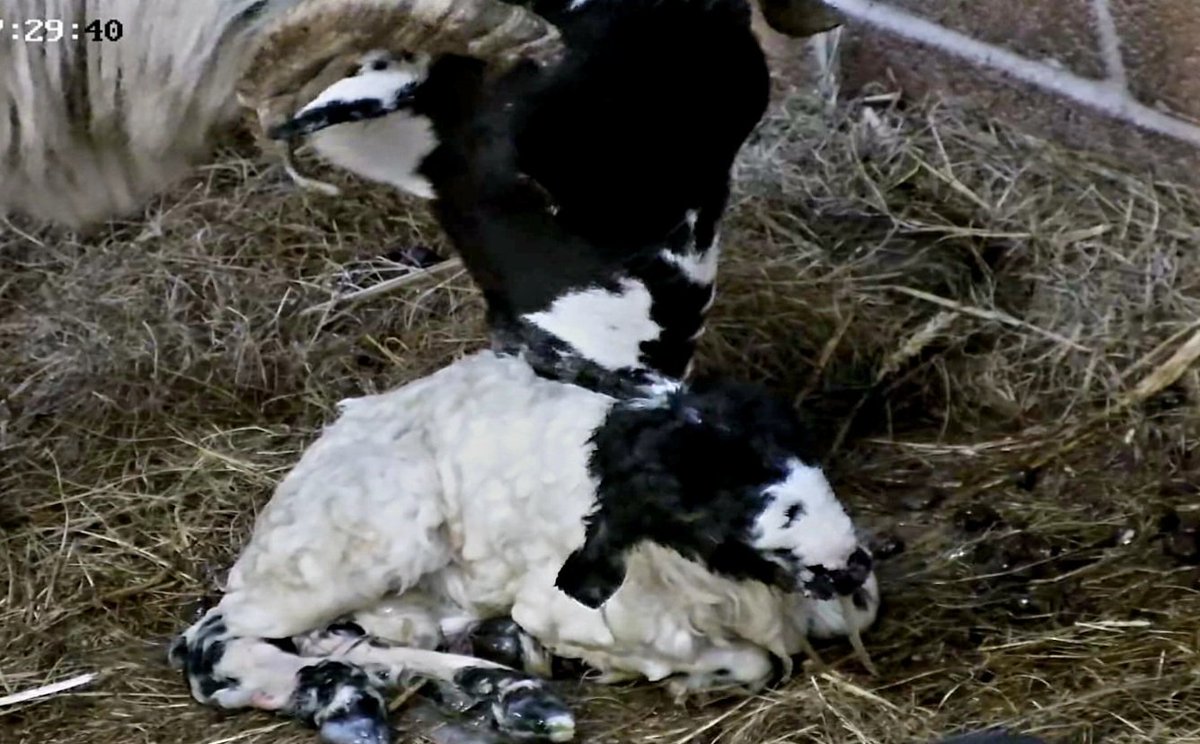 Another school lamb just born!