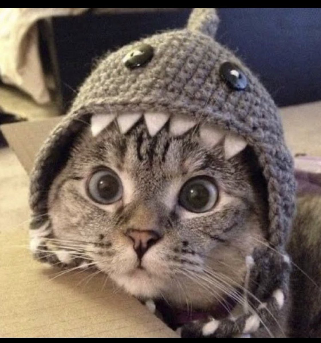 The Wolf Of Crypto Streets tweet media