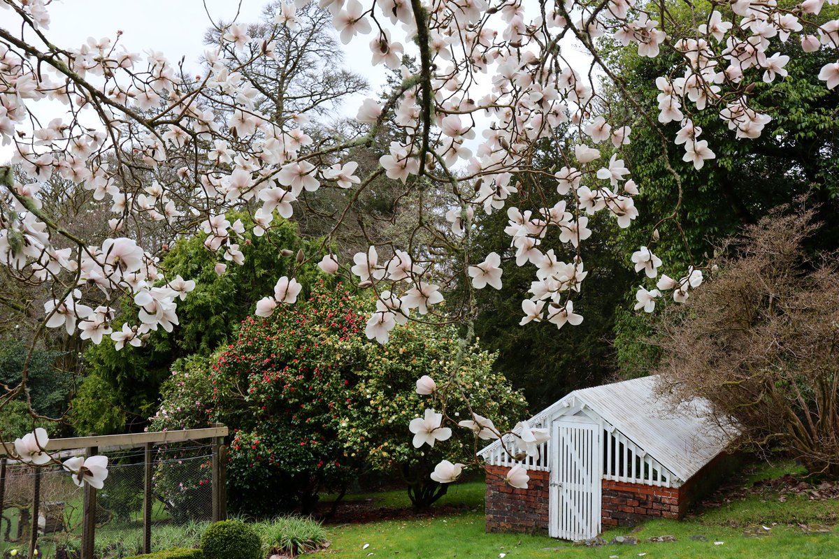 Impressive specimen of Magnolia campbellii at Glenarn Gardens.