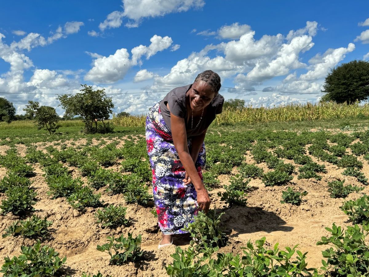 Grace Sakala, a Kabwe farmer, highlights her groundnut, Wamusanga, thriving amid Zambia's drought and El Niño, thanks to AID-I and @USAIDZambia's support. This variety is drought-resistant, aiding farmer resilience. #USAIDZambia 👉 bit.ly/4acDxHG