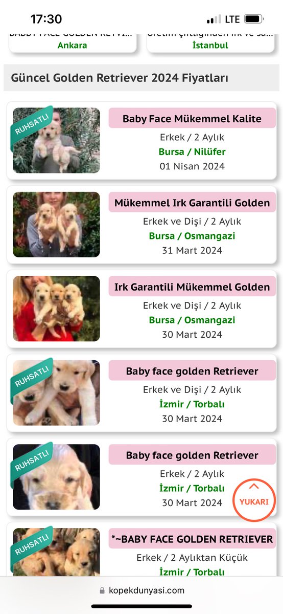 Herkes hayvansever değil biliyorum, tekmeleyerek kedi öldürebilen psikopatlar bile var, biliyorum. Bunlara hazırlıklıyım galiba. Ama kendi sosyal çevremde birisinin kedi köpek satın alması veya cins köpeğini çiftleştirmek istemesi, o zaman gerçekten kalbimden bıçaklanmış gibi