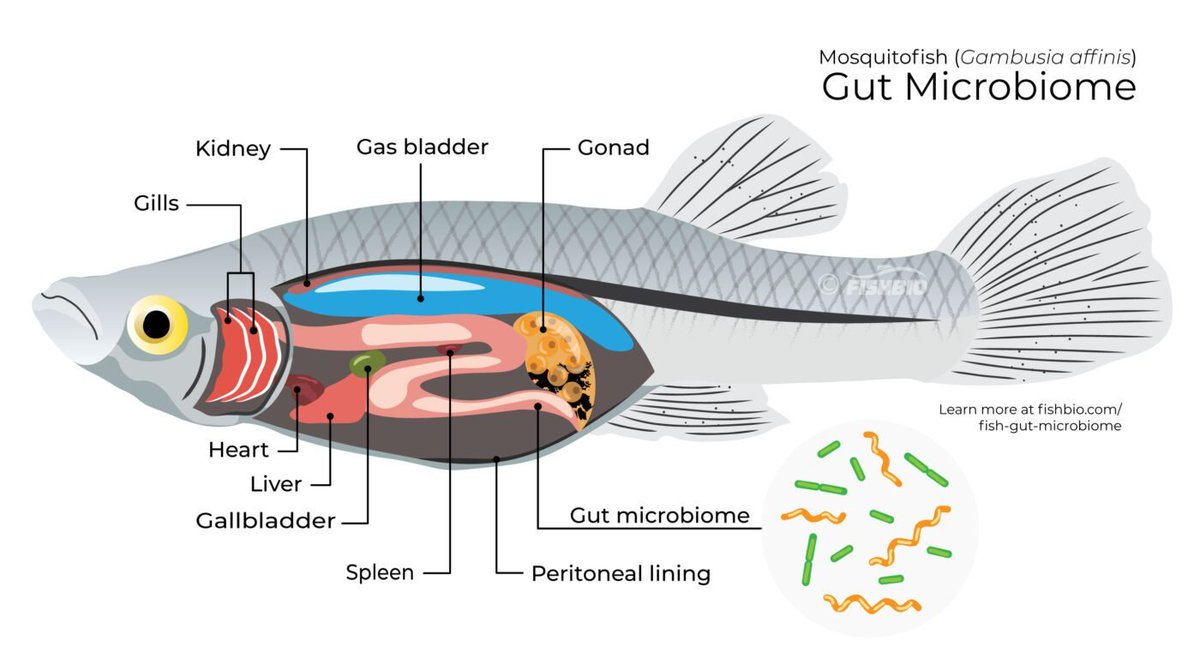 Fish guts are full of microscopic critters that play an important role in #fishhealth. Some of these #microbes might even provide positive health implications for humans! Check out this week’s Fish Report to learn more: bit.ly/fish-gut-micro…