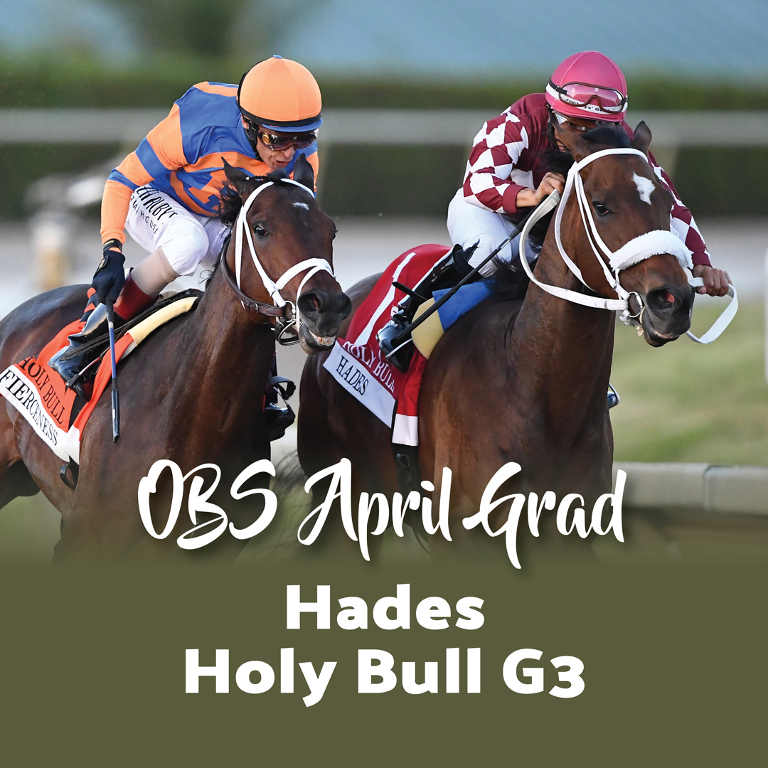 Hades (Awesome Slew) is a 2023 OBS Spring grad who was purchased for $130k by DJ Stable. He recently won the G3 Holy Bull Stakes pushing his career earnings to $225k in only 3 career starts. Get your next champion at OBS Spring on April 16-19. #obssales #twoyearoldsource #ocala