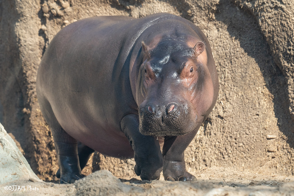 Fiona the hippo 🤩
