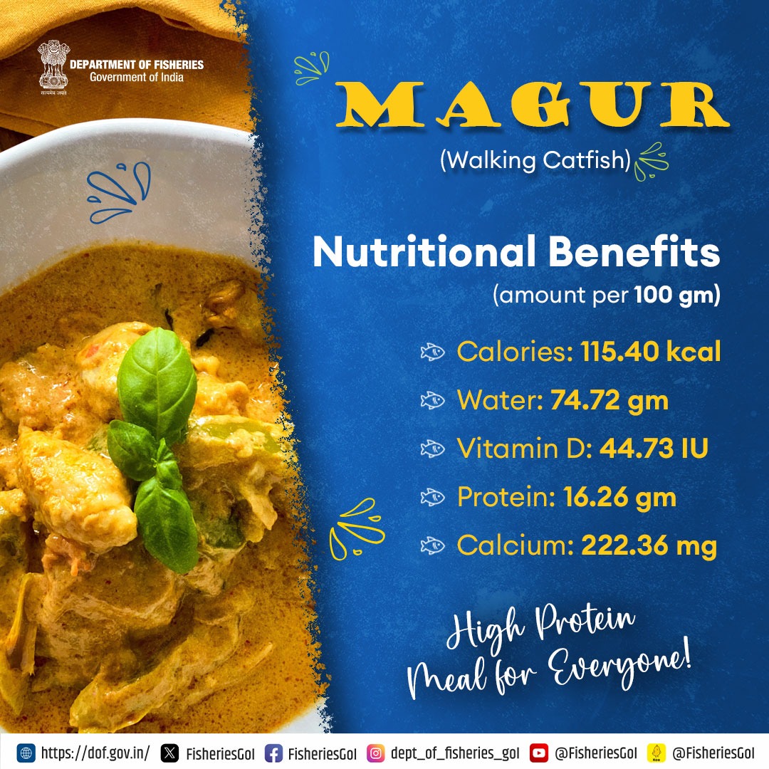 #Magur fish is known for its high protein content and low calorie count, and is a staple in many households. Whether sourced from fresh or brackish water, it remains a popular choice for its nutritional benefits. #Fish #HealthyEating #Magur