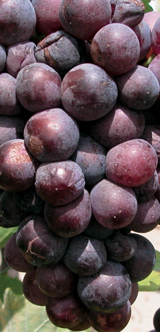 Le Sciaccarello est un cépage noir d’origine italienne de Toscane. Ce dernier fait partie de l’encépagement de la plupart des AOC rouges et rosés de la Corse et surtout dans la région d'Ajaccio. Il donne des vins rouges fins et bien charpentés.