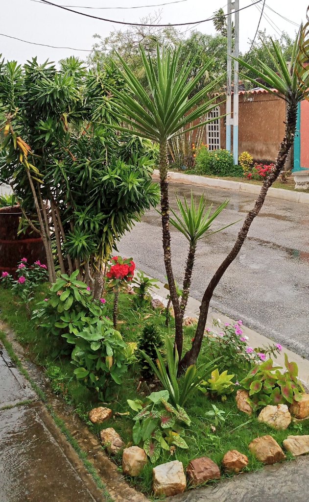 QueroEric's tweet photo. Lluvia bendita 🙏
Hacías mucha falta ...
#MargaritaIslaCaribeña #PuraVida
#MiComarca #SeVive #Hogar https://t.co/DYVNIZvMq9