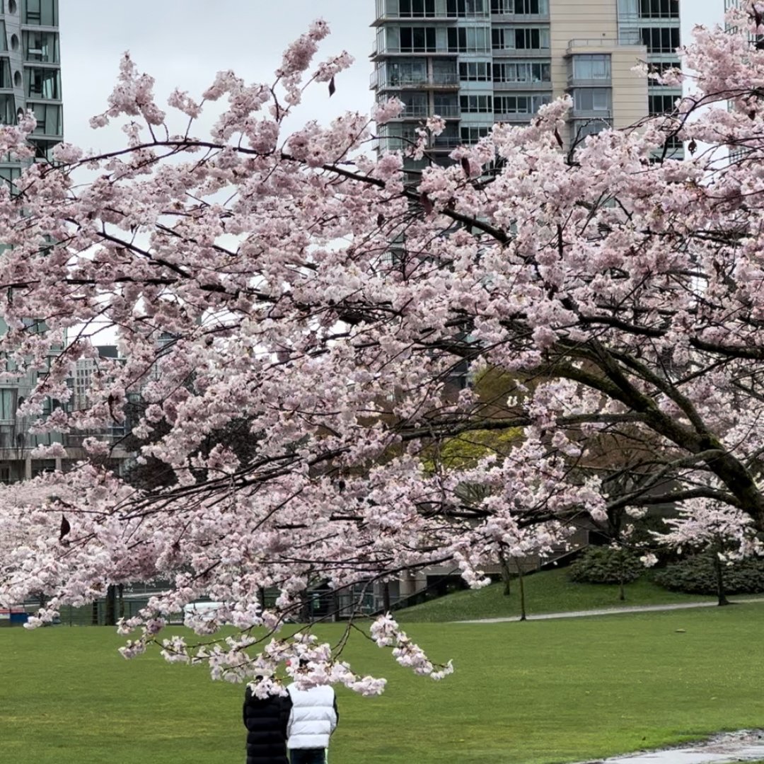ucanwest's tweet photo. Happy long weekend, UCW! We hope you are all enjoying the cherry blossom trees throughout Vancouver. 🌸 ⁣
⁣
These beautiful trees definitely paint the city in hues of pink, enchanting every corner with their beauty. ⁣
⁣
#MyUCW #UCanWest #Vancouver #Explore604 #CherryBlossoms https://t.co/6iTmYZDceT