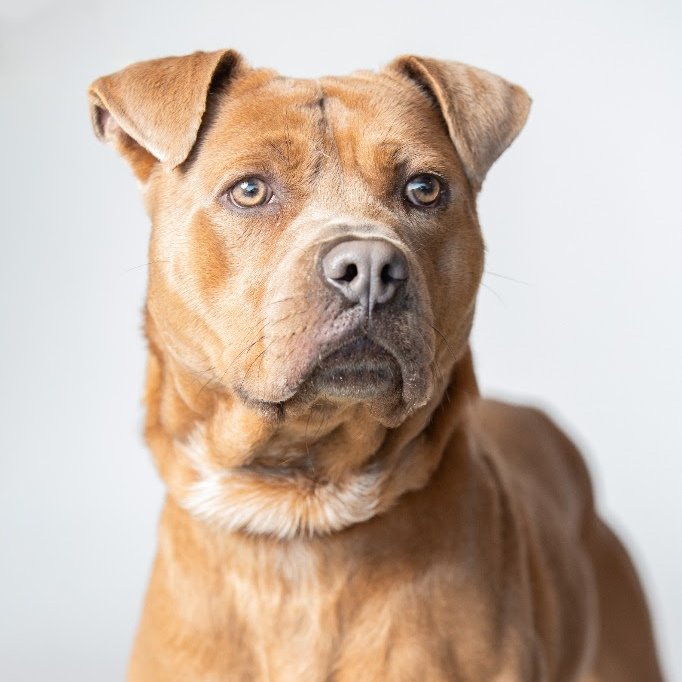Meet Conrad, an 2yr+1mo old mixed breed ready to win your heart! Let's help @MetroDetAnimals find him a furever home! metrodetroitanimals.org/adopt-a-pet/ad… #adoptdontshop #dontshopadopt #famd #dogs