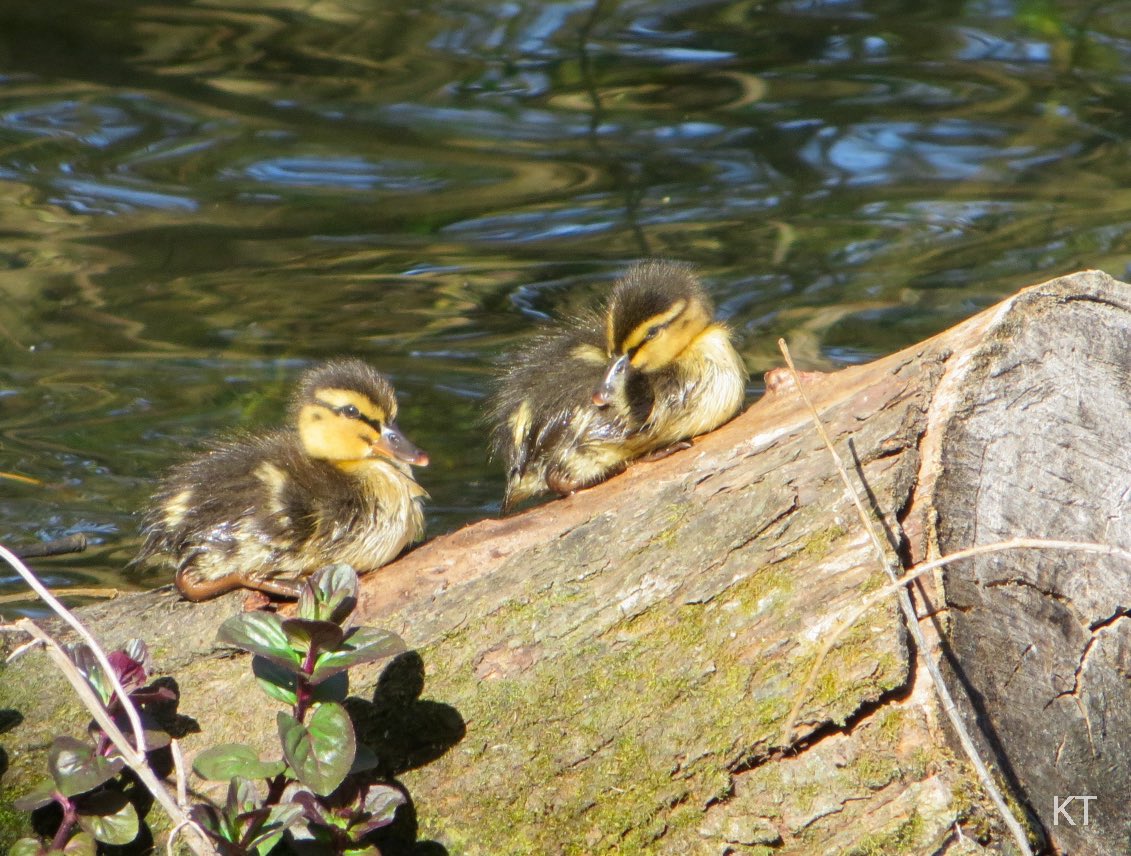 Ducklings on a log. Happy Mallard Monday! 🦆 #MallardMonday 🦆 #BirdsOfTwitter #TwitterNatureCommunity #TwitterNaturePhotography #Duck