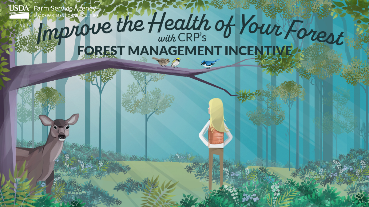 Do you have land enrolled in @USDA’s Conservation Reserve Program? Do you also have forests on your land? Then you should check out the CRP Forest Management Incentive – it offers financial incentives while helping improve the health of your forest. bit.ly/3vW478O