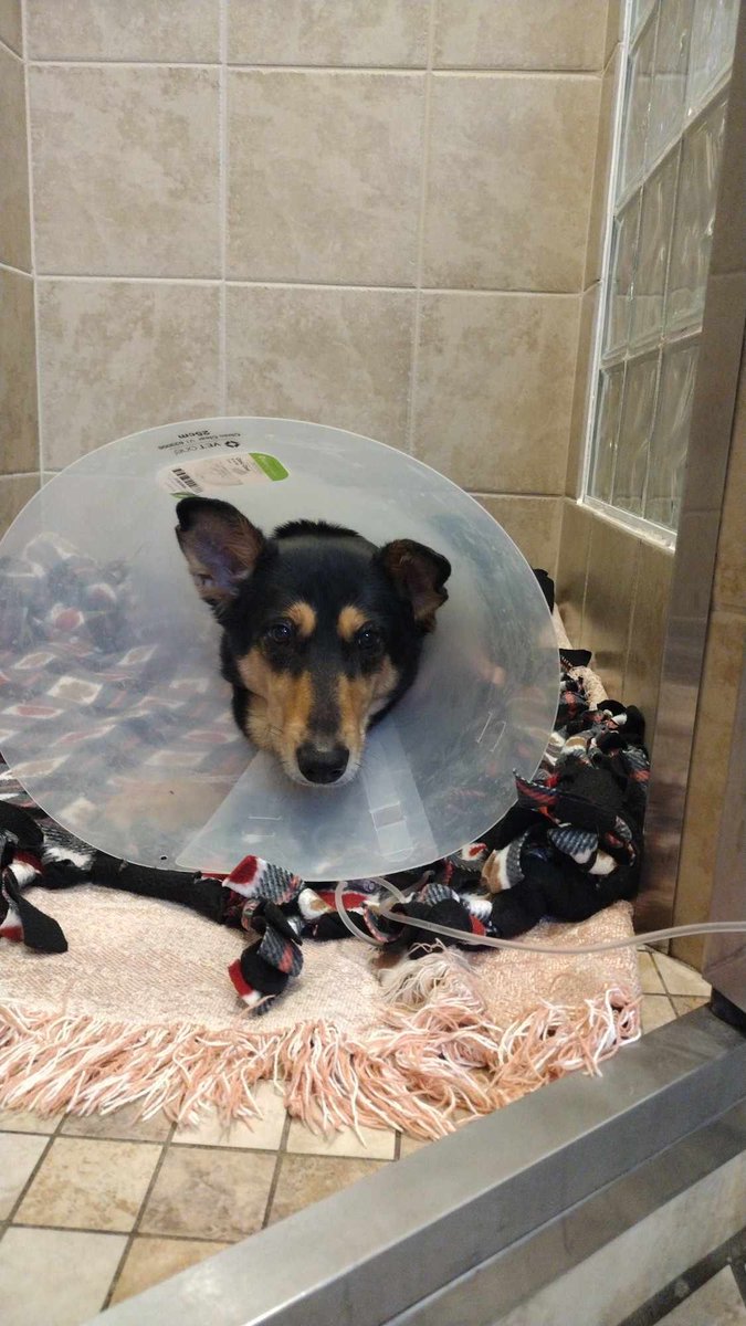 CompanionBridge's tweet image. Snickers has undergone exploratory surgery and mom and dad are waiting on the results of a biopsy to dictate further treatment. They have exhausted all funds at this time. any help is appreciated.
companionbridge.org/ourstory/snick…