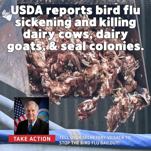 End the Bird Flu nightmare #USDA Secretary Vilsack is spreading by rewarding the #chicken & egg industries with over $1,000,000,000 in bailout money to kill & dispose of 82 million (and counting) of their infected birds. Please email Vilsack at AgSec@usda.gov! #eggs #vegan