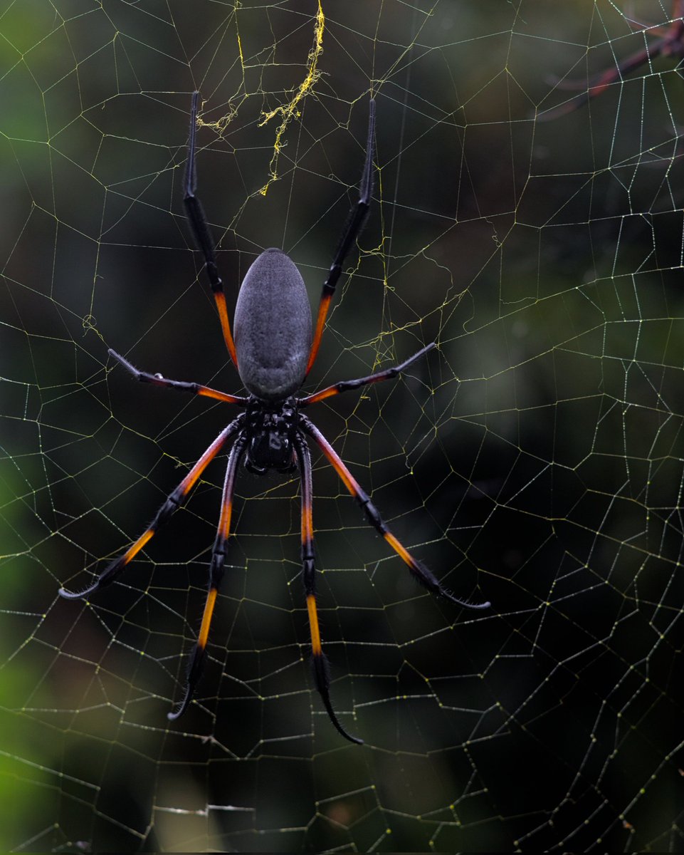 Bonne soirée 🇷🇪 📷 🕸️🕷️
#nature #NaturePhotography #naturelovers #NatureBeauty #NatureLover #photography #photooftheday #photo #photographer #spider #pourtoi #foryou #beauty #beautytok #lareunion #iledelareunion #reunionisland #team974 #974island #ileintense