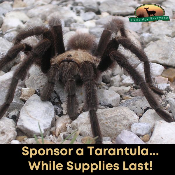 Today only you can help support our natural lands by sponsoring a tarantula. For only $41/mo you'll receive a certificate with the name of your tarantula, it's last known location, and you'll get quarterly updates on its whereabouts by passenger pigeon. ** While supplies last! **