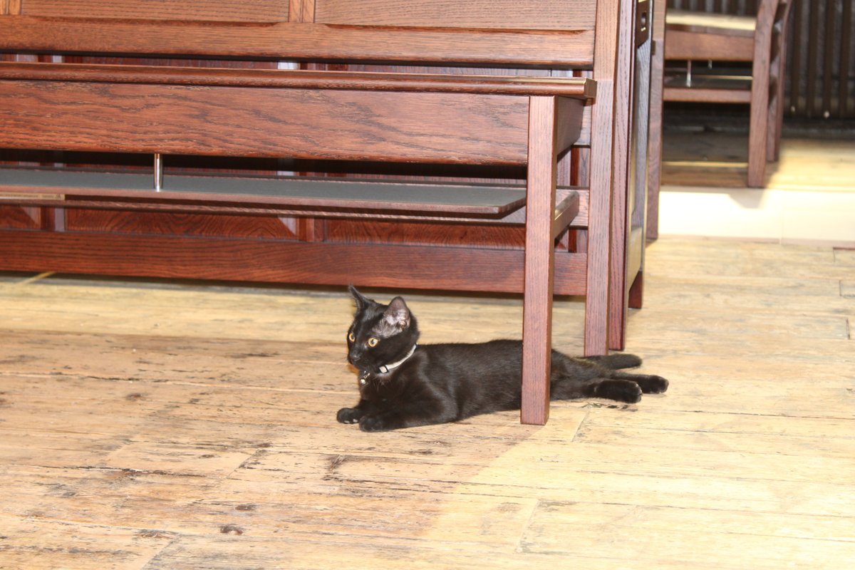 Throwback! Here's baby Eliza and Mrs Higgins looking absolutely purrfect. As you can see, they've ruled the roost since day one. 

#cat #ilovecats #kitten #catslover #meowdels #animalslover #felidae #cutecatclub #catexplorer #lifeofacat #catsloversworld #catoftheday