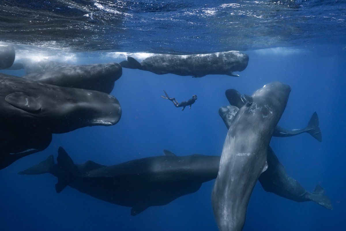 Join @mitopenspace + @WHFF April 26 for a movie night 7-9PM at the Kendall/MIT Open Space! Patrick and the Whale is a true tale of a sperm whale Dolores + Patrick Dykstra on his quest to connect with + understand one of the biggest creatures in the ocean: openspace.mit.edu/calendar/movie…