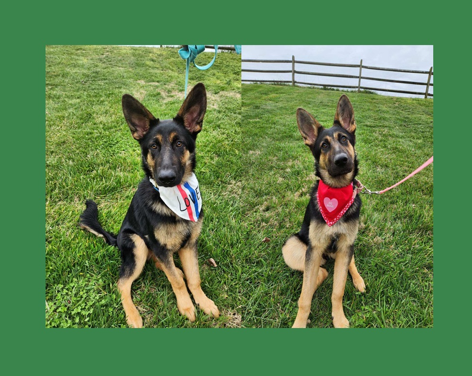 Cltblkdogs's tweet photo. Tune in now to @WBTV_News to see Charlotte Black Dogs and Jenny &amp; Fergus.
See you at "Paws in the Park" on April 13th. 
https://t.co/TxIYjnmymC
#CharlotteNC #AdoptDontShop https://t.co/hjLUBnKDHd