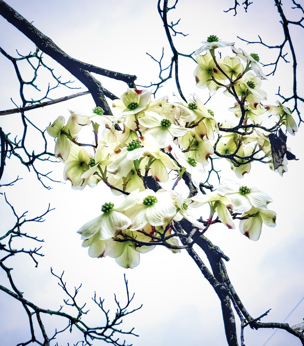 EnosLisa's tweet photo. Dogwoods in bloom #dogwoods #spring https://t.co/7G4BKwNs5S