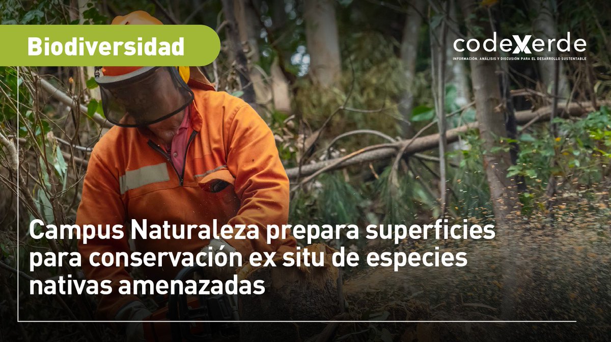 Iniciativa de la @udeconcepcion contempla 6 hectáreas para implementar la primera conservación ex situ de especies amenazadas chilenas.👉bit.ly/3TYzn0v #CampusNaturaleza