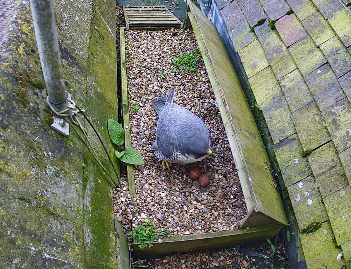 Happy Easter Monday! This afternoon our peregrine falcon laid her second egg high atop our cathedral! #DYK that the word ‘peregrine’ means ‘pilgrim’ or ‘traveller’, and today we've welcomed pilgrims from across the whole @diostalbans to our Easter Monday celebration.