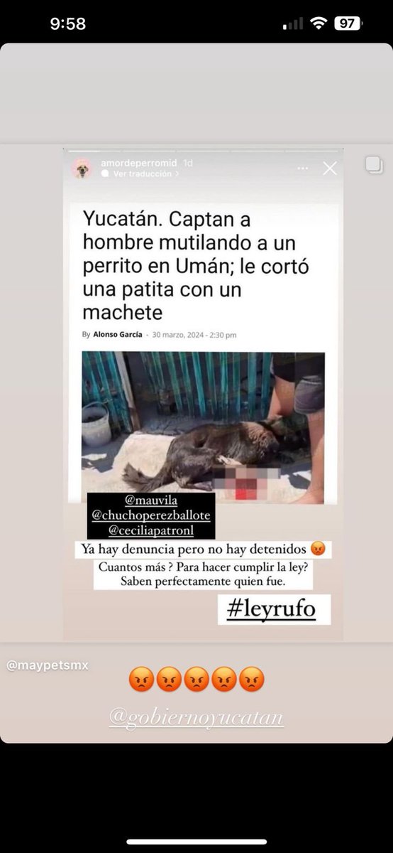 liviabrito_rd's tweet photo. Queremos justicia, esto no puede quedarse así.
@gobiernoyucatan #defensaanimales #rescateanimalmex #justicia https://t.co/Eo3vtA8l6h