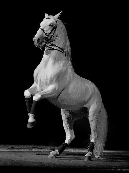 Lipizzaner, the horse breed that appears on the cover of #COWBOYCARTER, is a horse that is born with dark coats and lightens over the years (like what happened to country music).
