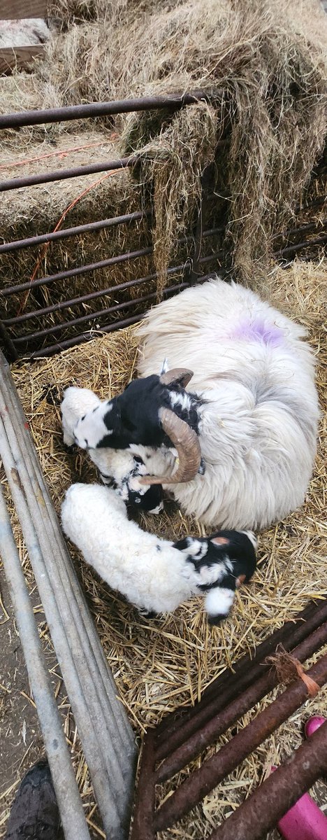 More school lambs, including one impressive Tup!