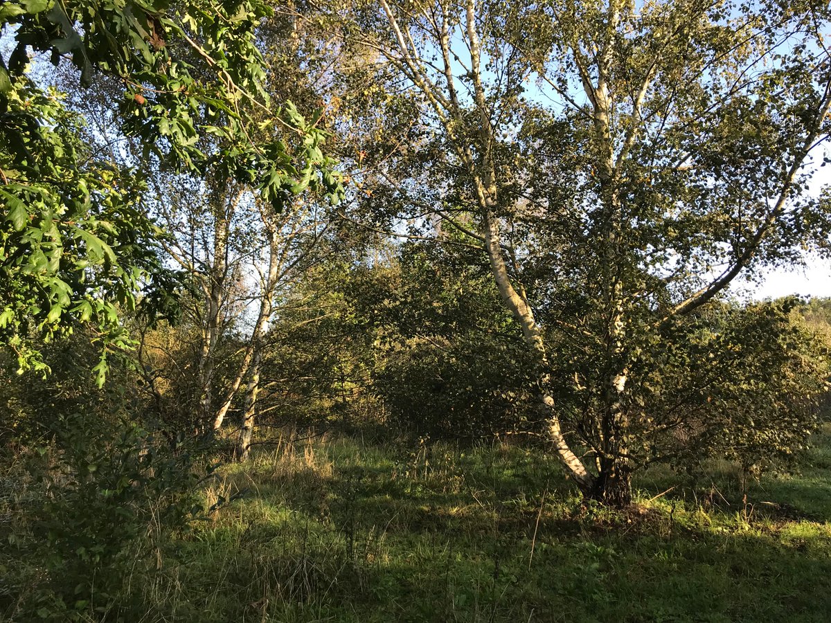 No mention though of RoseHill,  also alongside the Racecourse: a wildlife habitat covered in trees &amp; woodland but to be destroyed for development, part of <a href="/MyDoncaster/">City of Doncaster Council</a> Biodiversity Destruction initiative. The hypocrisy is staggering. The Council should be ashamed #ClimateCrisis