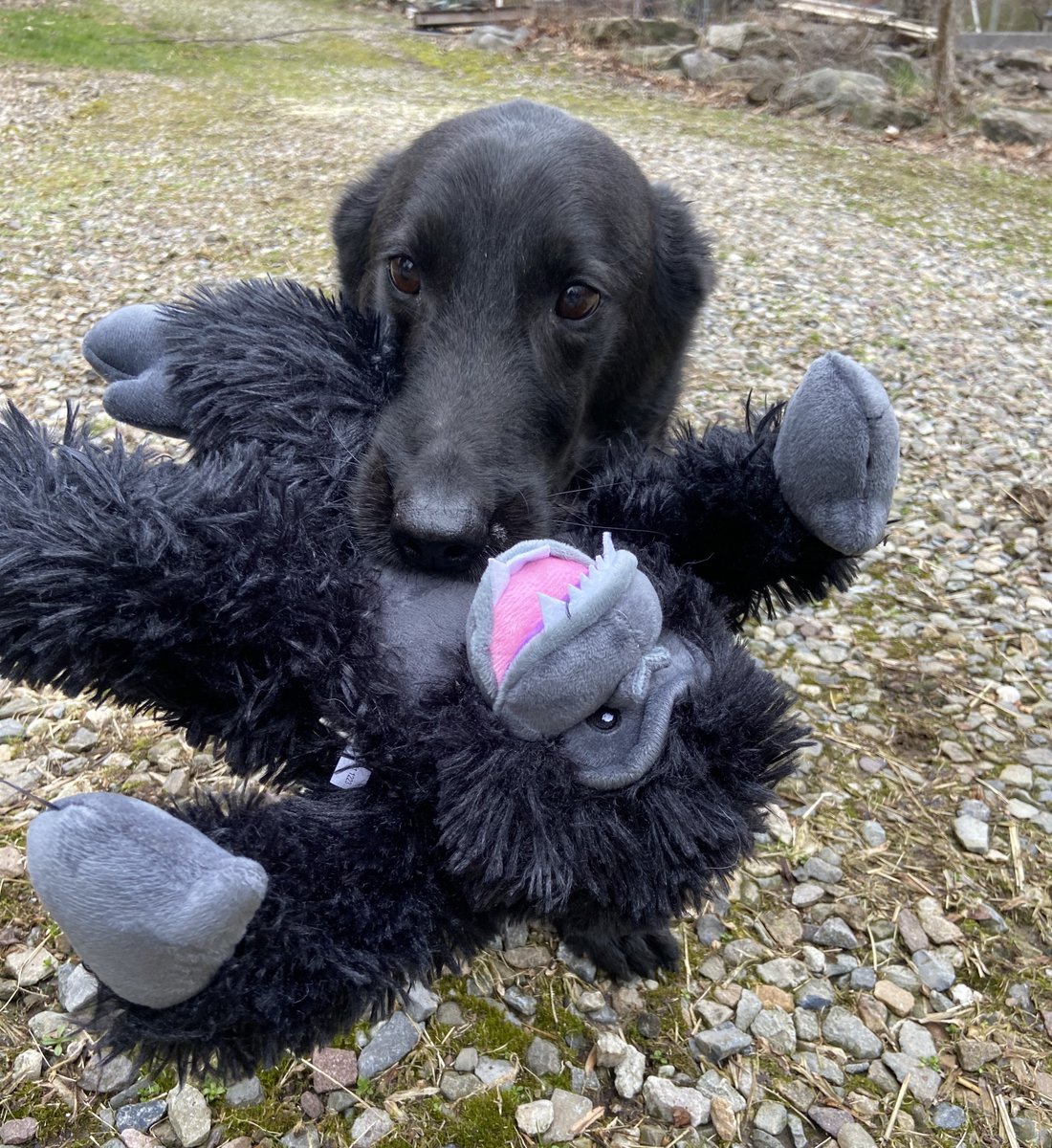 No fooling, Eeyore is excited about the movie, Godzilla x Kong: The New Empire! You can tell by his refusal to let go of his @TallTailsTrail Gorilla Rope Body Dog Toy that he'll be rooting for King Kong to stomp the Skar King! #April1st #GodzillaXKong #KingKong #pets #HappyApril