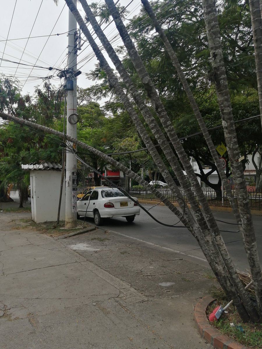 sandraxab's tweet photo. ⚠️23 de marzo se notificó vía WhatsApp @DagmaOficial y a la fecha no han solucionado. Parte de una palma esta doblada a punto de caer en zona pública peatonal, corren riesgo las personas, y la parte caida se sostiene sobre unos cables. ⚡☣️ @AlcaldiaDeCali https://t.co/5I2Bwyqlpl
