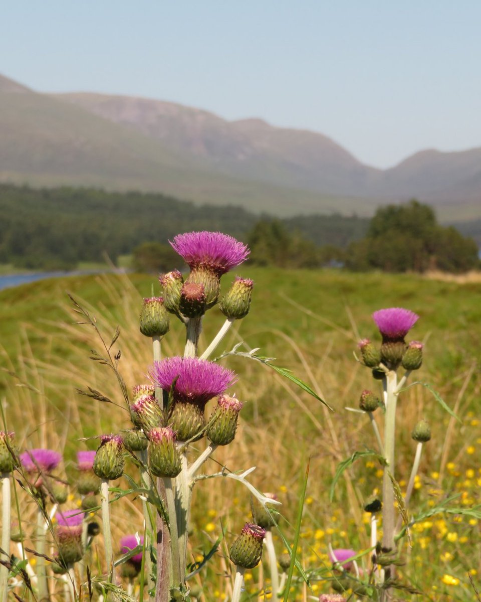 Does your business represent the very best of Scotland’s tourism and what makes Scotland such a fantastic place to visit? Enter the 30th Scottish Thistle Awards now to make sure you’re in with a chance of winning a coveted award. scottishthistleawards.co.uk #ThistleAwards