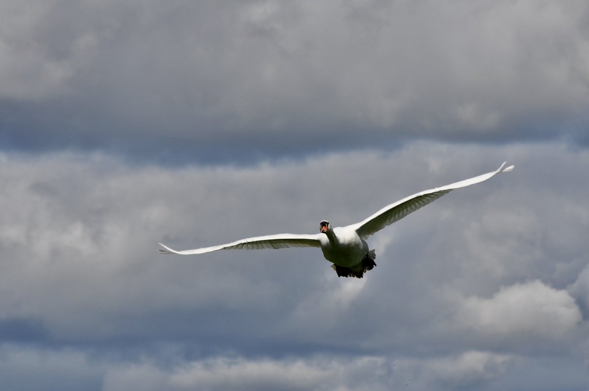 This swan came by a little closer than either of us was expecting