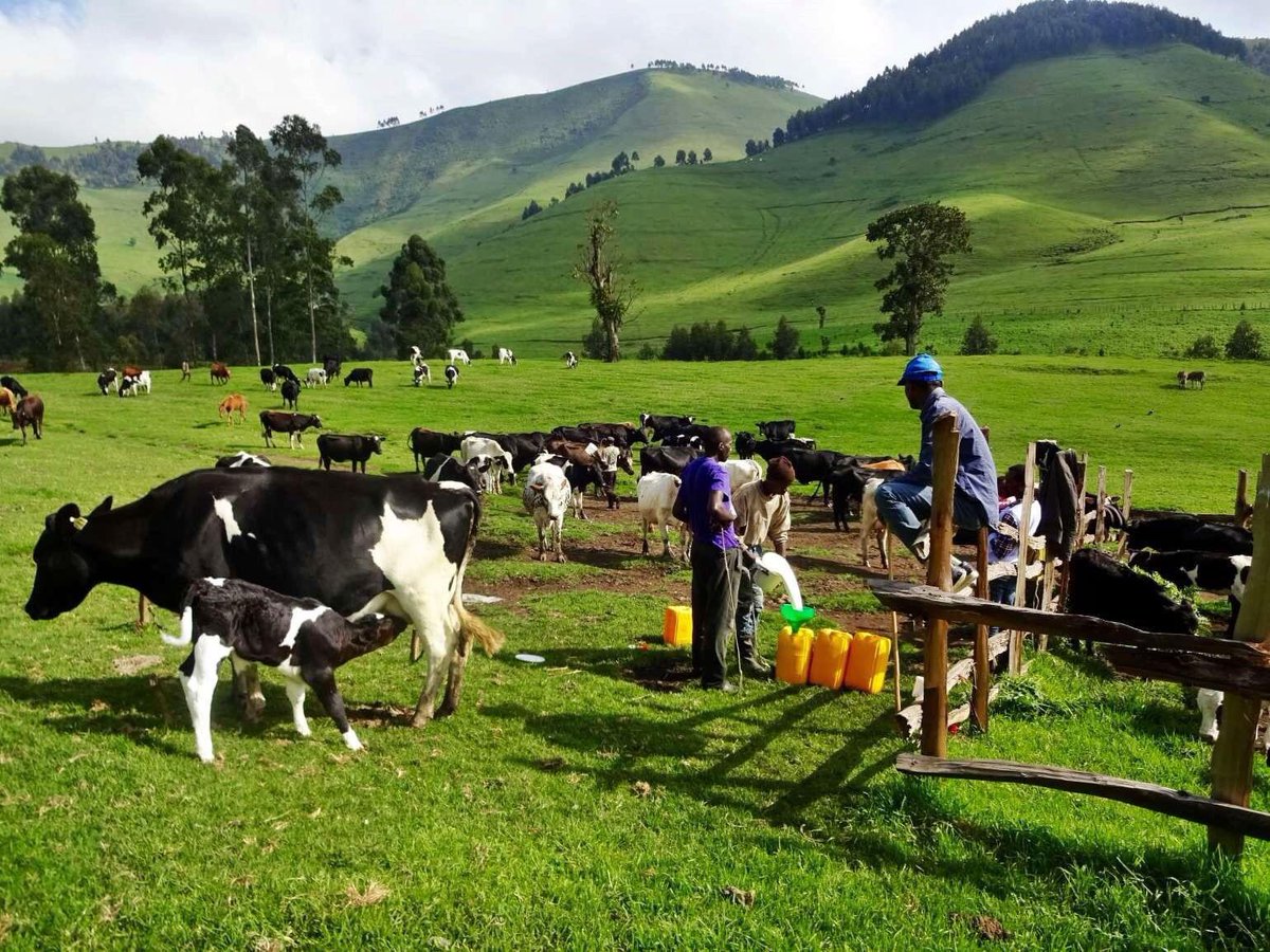 alphycollo's tweet photo. @cheruiyotkb @LaikipiaRanches Waking up to milking cows and the views🔥 https://t.co/b3sE7eXgvz