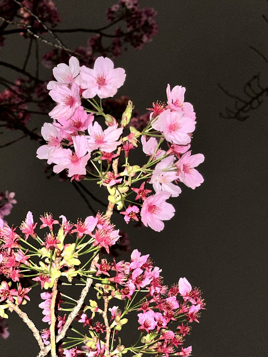GeiJessy's tweet photo. Ich liebe diese Verdammten Kirschblüten 🌸 
Hatte schon Angst ich hab sie verpasst aber meine sie fangen gerade erst an zu blühen 🌸💗💗🌸 THERAPIE!!!! https://t.co/v8kTp7FqCV