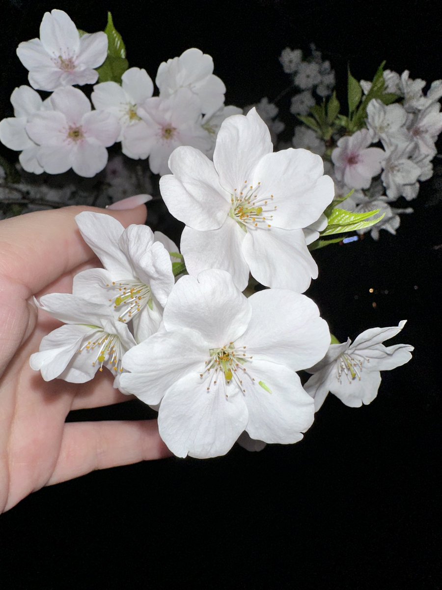 GeiJessy's tweet photo. Ich liebe diese Verdammten Kirschblüten 🌸 
Hatte schon Angst ich hab sie verpasst aber meine sie fangen gerade erst an zu blühen 🌸💗💗🌸 THERAPIE!!!! https://t.co/v8kTp7FqCV