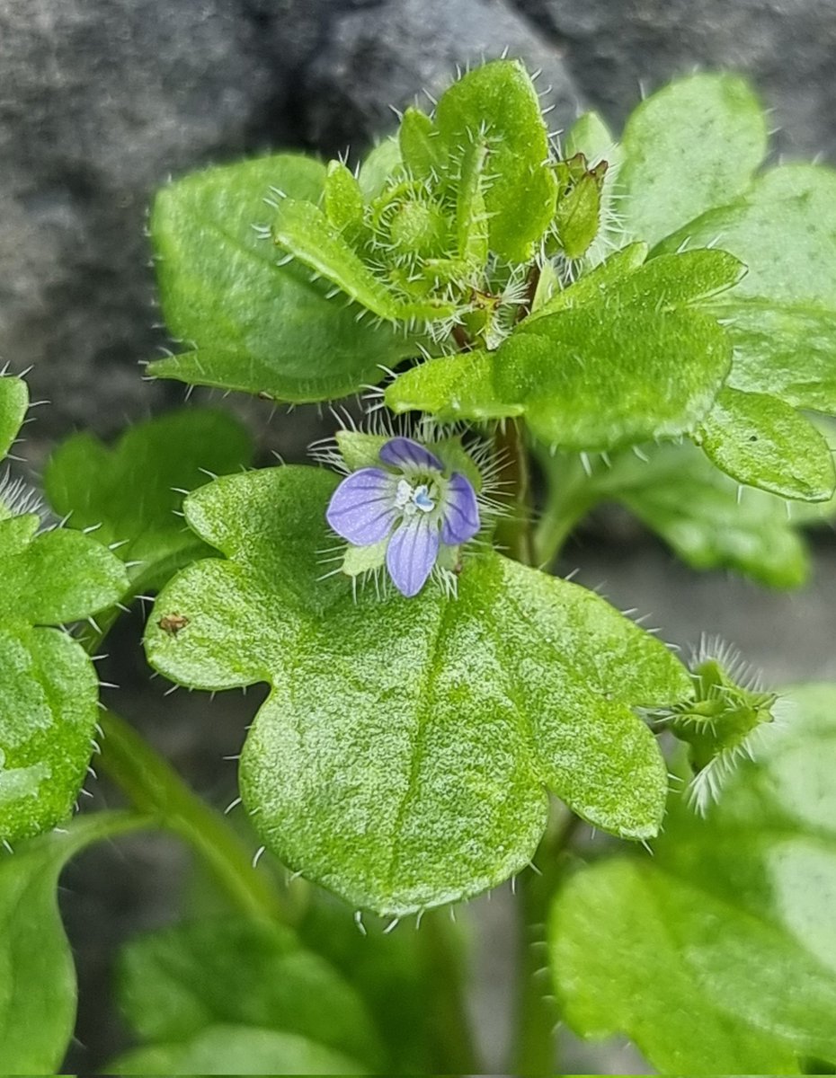 A still, peaceful, wander around town while picking up #litter. An easy way to make a difference. Some wonderful wildflowers about. Field speedwell, herb-robert & ivy-leaved speedwell. #LeaveNoTrace #lovewhereyoulive #pawsonplastic