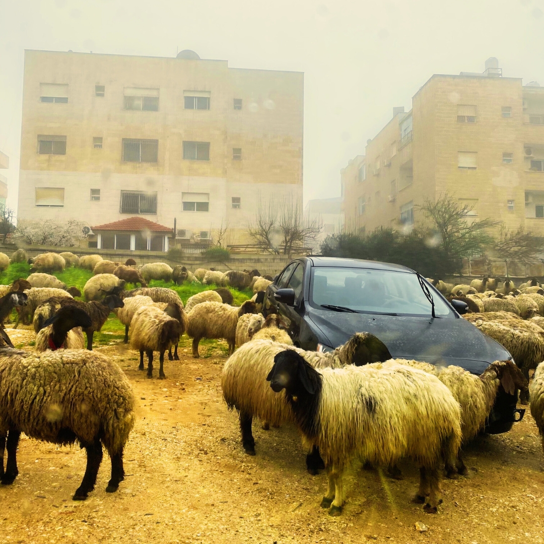 Only in Jordan. 📷 #jordan #amman #ammanjordan #holyland