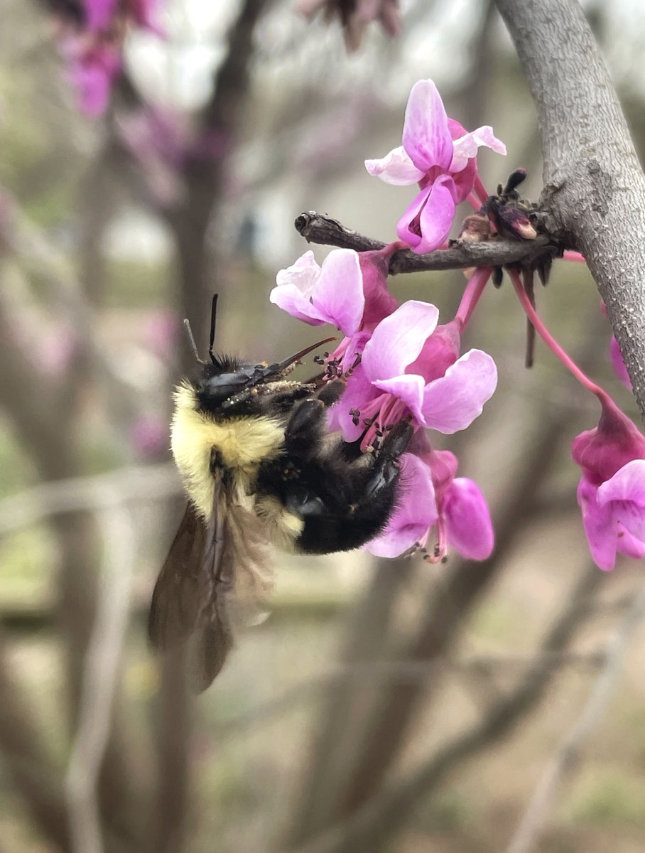 🌸🐝💞

#kufieldstation #lawrenceks #lawrencekansas #obfs #getoutside #easternredbud #bumblebee