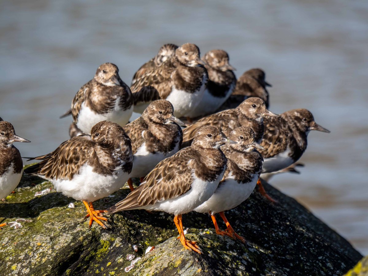 Turnstones on my local West Cork patch today... fabulous little waders. Photographed with the Panasonic Lumix G9II and the Panasonic/Leica 100-400mm.