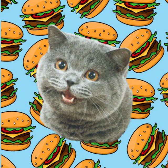 SniporKitty's tweet photo. @BurgerKing Almost looks like the burger in the background of my cat's picture 😸 https://t.co/37GtuD0LCV