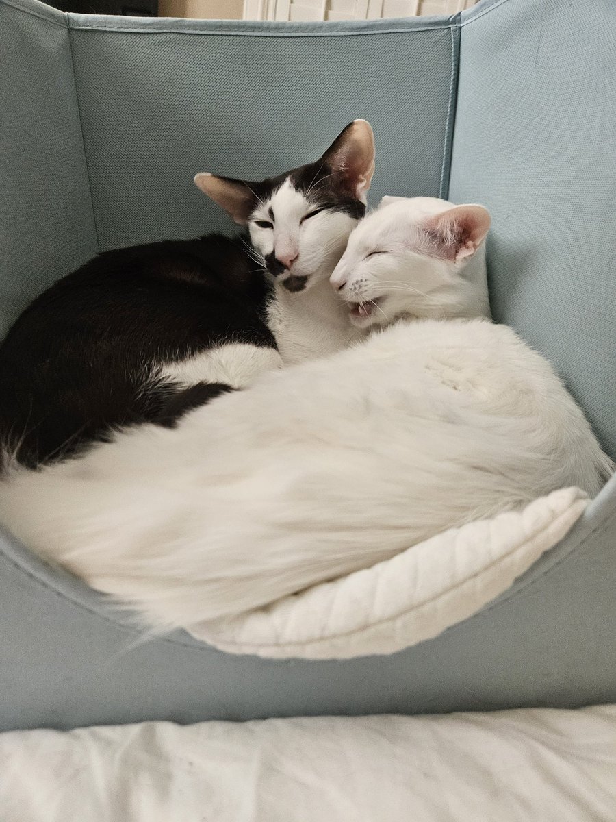 Muldoon, you're a hoot. You know the best jokes. Gustav 😹 #CatsOfTwitter #meezer