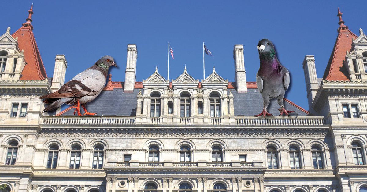 BREAKING: A recent effort by OGS to use lasers to deter pigeons from roosting on the Capitol has had an unintended consequence: the breeding of giant #pigeons. OGS explains, “The laser used in the operation resulted in rapid cell growth at the molecular level.” #AprilFools